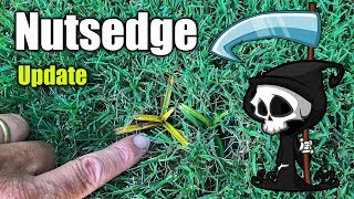 Killing Nutsedge in Lawns  Updated Results [upl. by Gayl]