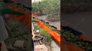 Unique Method to Harvest and Transport Fruits satisfying RomFarm [upl. by Notnilc673]