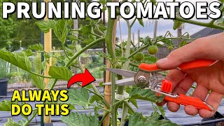 Prune ALL Of Your Tomato Plants Like This RIGHT NOW [upl. by Chavaree658]