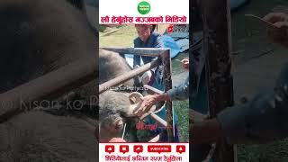 Dehorning procedure in buffalo agriculture machinery amazingfacts [upl. by Etnuahs]