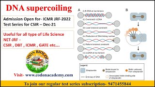 DNA supercoiling [upl. by Carine363]