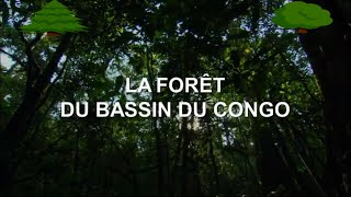 Documentaire animalier 🌳 LA FORÊT DU BASSIN DU CONGO [upl. by Olvan461]