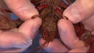 Mouth Parts of a Crayfish student video [upl. by Chelsey857]