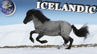 TOP Beautiful Icelandic Horse in the World [upl. by Hugibert490]