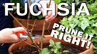 Pruning Hardy Fuchsias [upl. by Ramyaj]