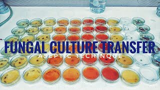 How to plate a fungal culture on a petri dish [upl. by Ynohtnanhoj189]