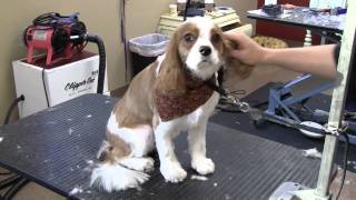 Gatsby Gets Groomed at Dogma  Best of Main Line  Dog Grooming Wayne PA 19087 [upl. by Bull]