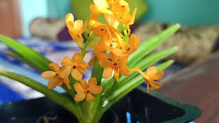 ASCOCENTRUM MINIATUM ORCHID [upl. by Ciaphus]