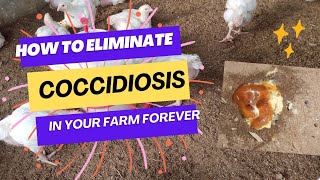 How to treat and eliminate Coccidiosis in your poultry farm entirely [upl. by Dorkas229]