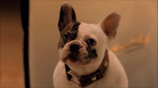 Walls Sausages Full Advert  What We Want  Dog in Ring Box  Advert Commercial [upl. by Ahsitahs]