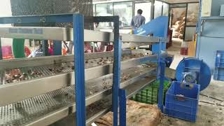 Automatic Cashew Processing Machinery  OSCAR CASHEW TECH For Inquiry  919714477155 [upl. by Kopp]