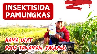 INSEKTISIDA Ampuh Dan Pamungkas Untuk Basmi Ulat Tanaman Jagung [upl. by Aretahs]