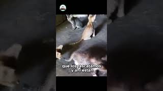 Nuevos gatitos rescatados ¡Conócelos y ponle nombres [upl. by Athenian]