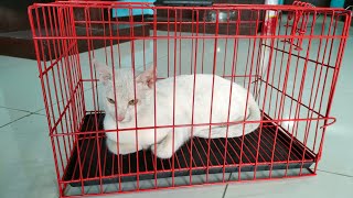 Our First Visit At Vet Clinic For Pet Anti Rabies amp Deworming vlog cat cats rabies Pherl TV [upl. by Laurent]