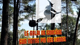 Les balais de sorcières de nos forêts de pins Landaises [upl. by Nitsirt]