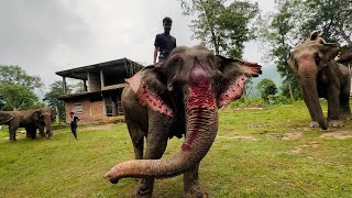 এয়াই কাজিৰঙা  চাৰিওফালে কেৱল হাতীয়েই হাতী  Elephants in Kaziranga National Park [upl. by Adriena]