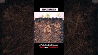 MYCORRHIZA mycorrhizae  WHAT IS MYCORRHIZA shortsviraltrending [upl. by Hgielra420]