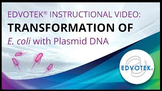 Transformation of E coli with Plasmid DNA  Edvotek Video Tutorial [upl. by Atoel317]