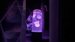 Jellyfish Lamp 🤍 lavalamp jellyfish fyp shorts [upl. by Issiah]