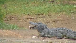 Big Croc Grabs a Wildebeest at Petes Pond December 20 2017 [upl. by Lehcim551]