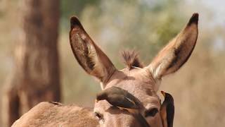 Yellowbilled Oxpecker 2018 [upl. by Andra]