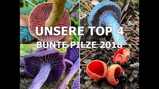 UNSERE TOP 4  Bunte Pilze 2018  Lacktrichterling Grünspanträuschling Prachtbecherling [upl. by Ailecec]