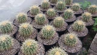 Mi cultivo de echinocactus grusonii tengo que transplantar más de 100 biznagas [upl. by Steffi]