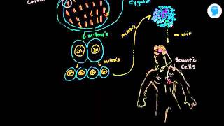 Online tutorial on germ cell and somatic cell  Biology [upl. by Hootman564]