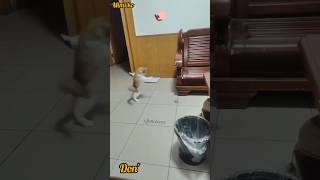 Mimi ko aacha laga😅 cat funny amazing trending [upl. by Suh]