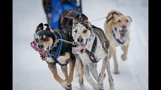 2024 Maniwaki International Dog Sled Race [upl. by Ines]