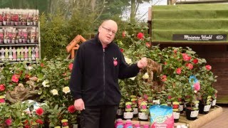 How to Care for Camellias [upl. by Glover]