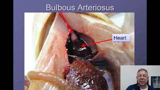 Ichthyology Lecture 04  Internal Anatomy [upl. by Max650]