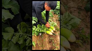 Fresh radish harvesting and cutting process [upl. by Atsahc527]