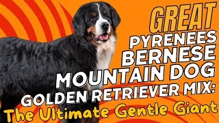 Great Pyrenees Bernese Mountain Dog Golden Retriever Mix The Ultimate Gentle Giant🐾 [upl. by Leirvag]