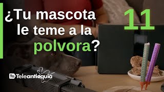 ¿Tu mascota sufre por pólvora Sigue estas estrategias efectivas I La Doctora Sara I Teleantioquia [upl. by Eelesor]