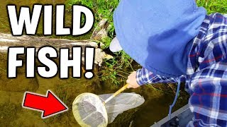 Catching WILD FISH For New INDOOR Pond [upl. by Sillad]