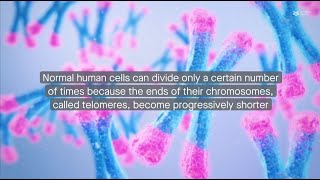 Telomerase reverse transcriptase hTERT A biomarker and treatment target for breast cancer [upl. by Arinaid693]