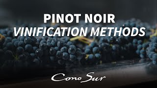 Pinot Noir vinification methods How Cono Sur produces its wines [upl. by Aciraj]