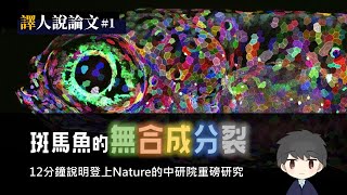 顛覆學界研究的新形態細胞分裂——斑馬魚的「無合成分裂」 【譯人說論文】1 [upl. by Orlanta]