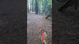 Dog Walk In A Forest shorts dogs [upl. by Carmena]