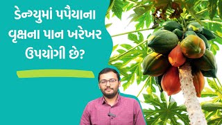 ડેન્ગ્યુમાં પપૈયાના વૃક્ષના પાન ખરેખર ઉપયોગી છે  Health Talk  Gujarati Health Tips [upl. by Collis]