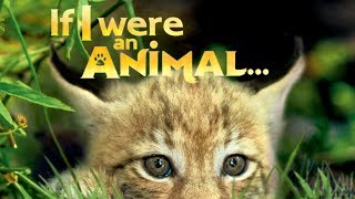 If I were an Animal – Trailer Clip in HD [upl. by Haimehen]