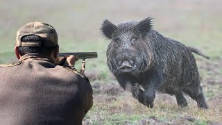 Top 10 tir du sanglier au maroc 2023 Top 10 wild boar hunts Partie 02 [upl. by Enyamrahs]