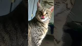 Silly little video of my cats D edit cat silly cats catperson [upl. by Yeroc]