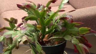 Watering Cactus and Succulent Plants [upl. by Pence]