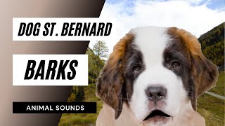 Dog St Bernard Barks  saint bernard dog saint bernard barking [upl. by Olivia]