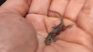 Virgies Vlog is liveBaby lizard [upl. by Comyns]