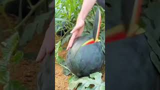 🍉Citrullus LanatusWatermelon yummy fruit fresh fruitcutting satisfying watermelon shorts fy [upl. by Chemesh]