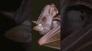 Real facts about The hammerheaded bat shorts [upl. by Aihsot]