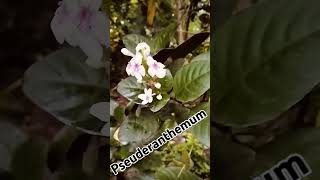 Pseuderanthemum httpswwwyoutubecomchannelUCdUZ9zKeBkP8oH7ioqpKCeg [upl. by Ximenez267]